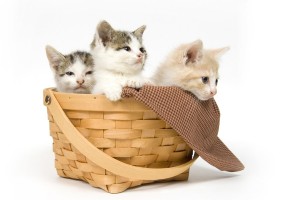 Een Europese Korthaar kat komt in alle natuurlijke kleuren voor. ©Tony Campbell - Fotolia