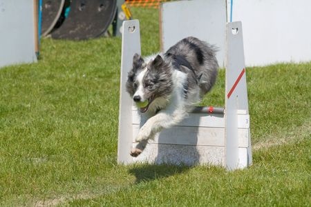 Is je hond dol op zijn bal en apporteert hij deze graag? Kies dan voor flyball. Flyball is geschikt voor elk hondenras.