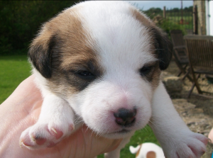 Jack Russell puppy ©Prophetic Blogger, op Flickr. Licensie: Creative Commons BY 2.0