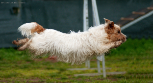De Jack Russell is een actieve en moedige hond. ©f/orme Pet Photography, op Flickr. Licensie: Creative Commons BY-SA 2.0
