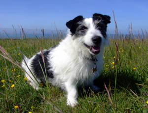 De Jack Russell wordt gemiddeld tot 18 jaar.©Les Chatfield, op Flickr. Licensie: Creative Commons BY 2.0