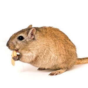 Een gerbil behoort tot de orde der knaagdieren (Rodentia).© Michaela Pucher - Fotolia