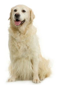 Hoe lief ze ook lijken, ook de golden retriever stamt af van retrievers die werden gebruikt bij de jacht.©www.isselee.com