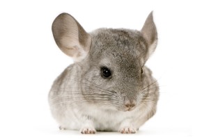 Chinchilla © www.isselee.com