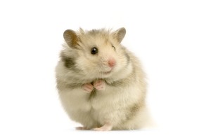 Foto Hamster voor dierenarts-dierenkliniek