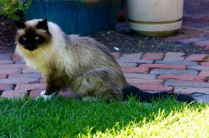 De Heilige Birmaan is een zachtaardige lieve kat