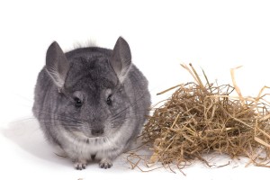 Grijze Chinchilla met stro © Magali Parise - Fotolia