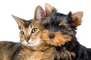 Hond en kat samen © Ulf - Fotolia