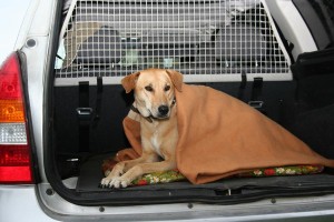 Een sterilisatie is een zware ingreep voor uw hond. Daarom is het aan te raden dat u uw hond na de operatie komt halen.©Conny Hagen - Fotolia