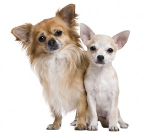 Een langharige Chihuahua en een kortharige Chihuahua