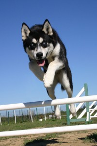 Bekende hondensporten zijn onder meer agility (behendigheid), flyball, hondenfrisbee en dog dance.©Cynoclub - Fotolia
