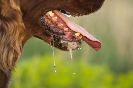 Hondsdolheid is een acute virale infectie. Hondsdolheid wordt via speeksel van een besmet dier (denk aan bijten) overgebracht. Hondsdolheid is gevaarlijk voor ieder zoogdier, dus ook voor mensen.