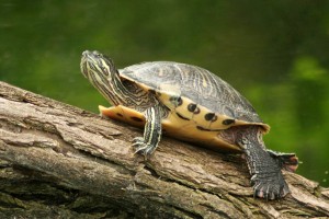 Landschildpad op boomstronk © Bettina Kuﬂ - Fotolia