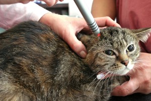 Inenten/Vaccinatie van de kat © diefotomacher - Fotolia