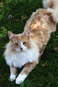 Het kattenras Noorse boskat heeft een dubbele vacht bestaande uit een ondervacht en een dekvacht.© ataglier - Fotolia