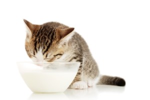 Een kat die koemelk drinkt © Galyna Andrushko - Fotolia