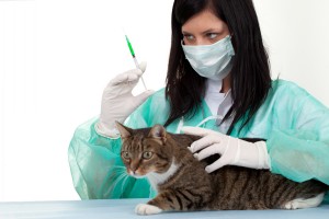 Katten ent u in tegen niesziekte, kattenziekte en hondsdolheid ©Marcin Sadlowski - Fotolia