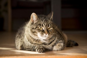 Kat met overgewicht na castratie of sterilisatie