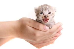 Als de fokker uw hond of kat al gechipt heeft, dient u uw huisdier nog steeds te registreren.© Sven Grundmann - Fotolia