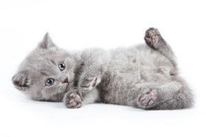 Een kat die zijn buik aan je toont, heeft vertrouwen in je.©Dixi_ - Fotolia