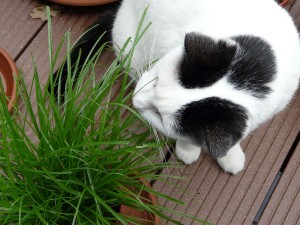 Vooral voor binnenkatten is kattengras belangrijk