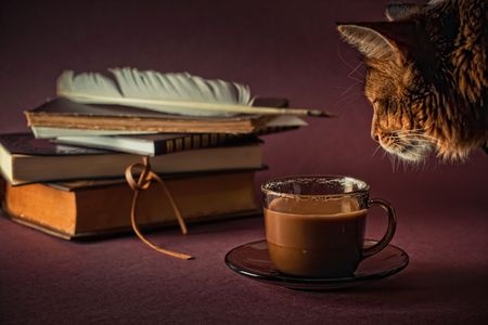 Een kattencafé is een café waar je naast je kop koffie ook katten kunt aaien