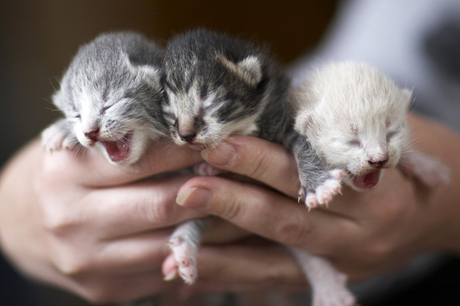 Haal de kittens een voor een bij de moederpoes weg, zodat ze langzaam kan wennen aan het hebben van minder kittens.©Sergey Petrov - Fotolia