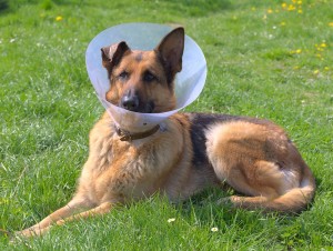 Een rompertje of lampenkap voorkomt dat uw hond na sterilisatie of castratie steeds aan de wond zit.©Krzysztof Mandrysz - Fotolia