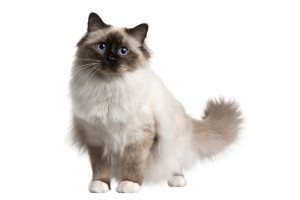 Een kattentrimmer kan je kat kammen (borstelen), plukken of scheren. © lifeonwhite.com"
