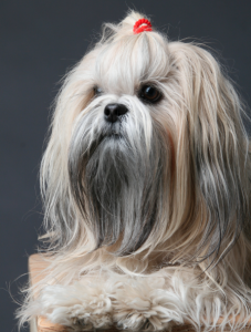 De Lhasa Apso komt oorspronkelijk uit Tibet.©Asra_Valorshon, op Flickr. Licensie: Creative Commons BY 2.0