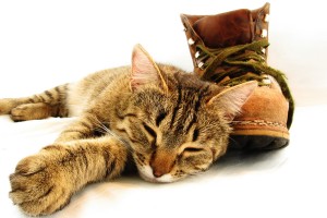 Luie kat met schoen voor dierenarts-dierenkliniek © Galyna Andrushko - Fotolia