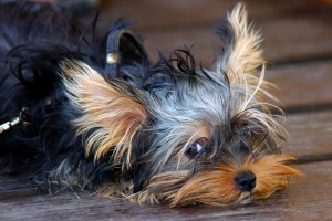 Oorzaken die kunnen leiden tot het ontwikkelen van Lupus zijn medicatie, vaccinatie, vermoeidheid, geringe eetlust en zelfs stress.©Alena Yakusheva - Fotolia