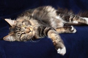 De browntabby is de meest voorkomende vachtkleur van de Maine Coon en geeft hem zijn natuurlijke uiterlijk.©pitrs - Fotolia