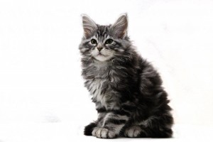 Het kattenras Maine Coon kan er niet goed tegen als hij geen soortgenoot thuis heeft.© fancyfocus - Fotolia