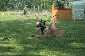 De Mechelse herder is een actieve en alerte hond