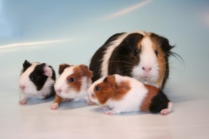 Een moedercavia met drie van haar jongen