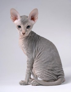 Omdat de Sphynx of naaktkat geen vacht heeft zoekt hij de warmte op en zal jou en eventueel andere huisdieren graag gezelschap houden.© Tolubaev Stanislav - Fotolia