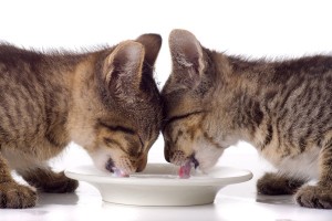 Als je beide katten om de beurt aait dan kunnen ze wennen aan elkaars geur. ©parazit - Fotolia