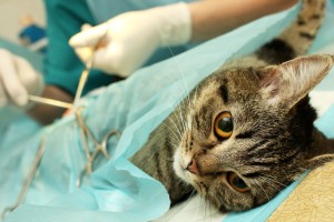 Kat die wordt geopereerd © Dmitriy Berkut