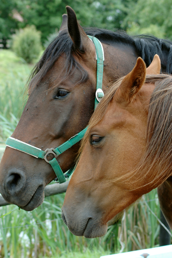 Twee paarden in de wei © wierzbik - Fotolia
