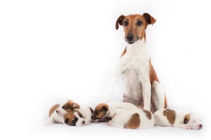 Haal de puppies niet allemaal tegelijk weg bij de moederhond. Laat haar langzaam wennen aan het idee dat haar kinderen weggaan.©Dominic Ziegler - Fotolia