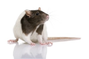 Ratten zijn echte groepsdieren en als u ratten wilt houden moet u tenminste zorgen dat ratten met zijn tweeen zijn.©Lifeonwhite.com