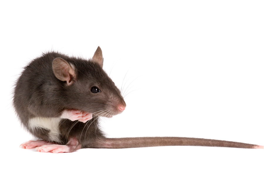 Schaft u ratten aan, doe dit dan bij een zogenaamde rattenfokkerij: rattery.©