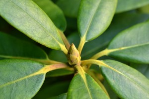 Van de Rhodondendron kan je kat ziek worden