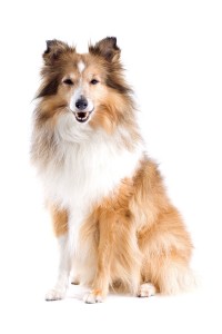 Een Schotse collie met een Sable vachtkleur.©biglama - Fotolia