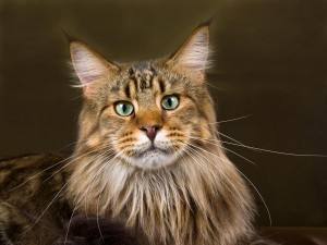 De Maine Coon is een goedgehumeurde gezindskat die erg speels is.©Linn Currie - Fotolia