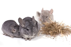 Sociaal gedrag Grijze Chinchilla en jongen (c) Magali Parise - Fotolia