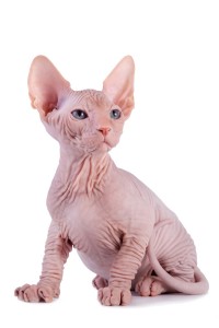 De Sphynx is een naaktkat die ook wel Canadese Sphynx wordt genoemd