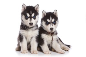 Syberische husky's zijn sociale dieren en kunnen slecht alleen zijn.©Dixi_ - Fotolia