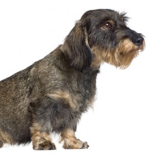De Teckel wordt vooral gebruikt als zweethond, maar ook als aardhond. Omdat hij zo klein is kan hij goed in holen kruipen.©lifeonwhite.com